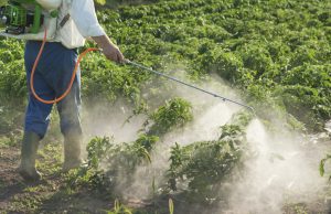 Man spraying vegetables in the garden. Image by The Organic Center