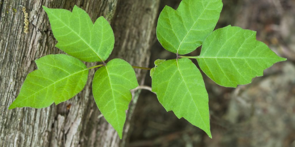 Poison Ivy – What Are The Best Ways To Kill?